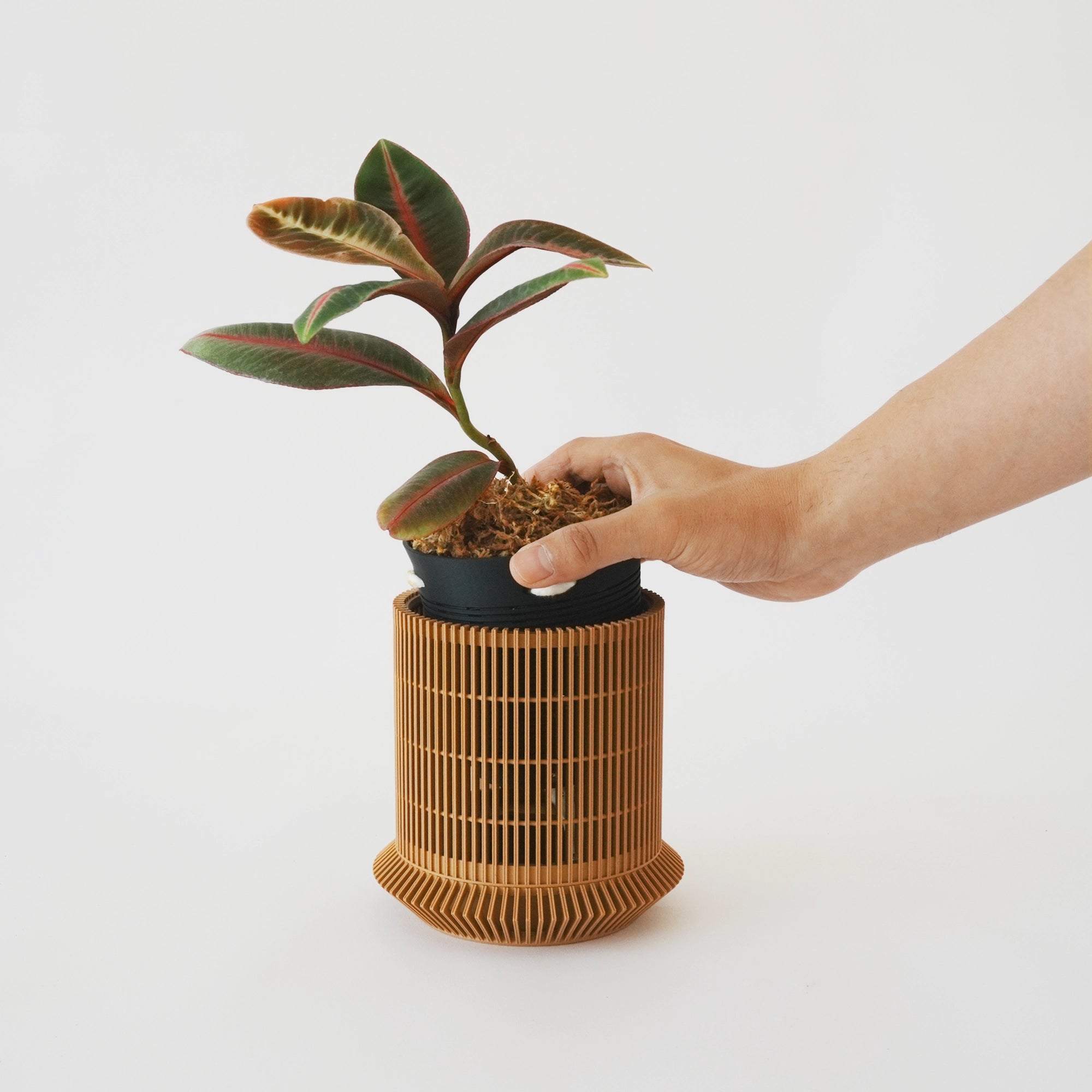 LABISIA PUMILA VerdiPot Bundle - VerdiPot