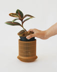 LABISIA PUMILA VerdiPot Bundle - VerdiPot