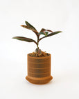 LABISIA PUMILA VerdiPot Bundle - VerdiPot