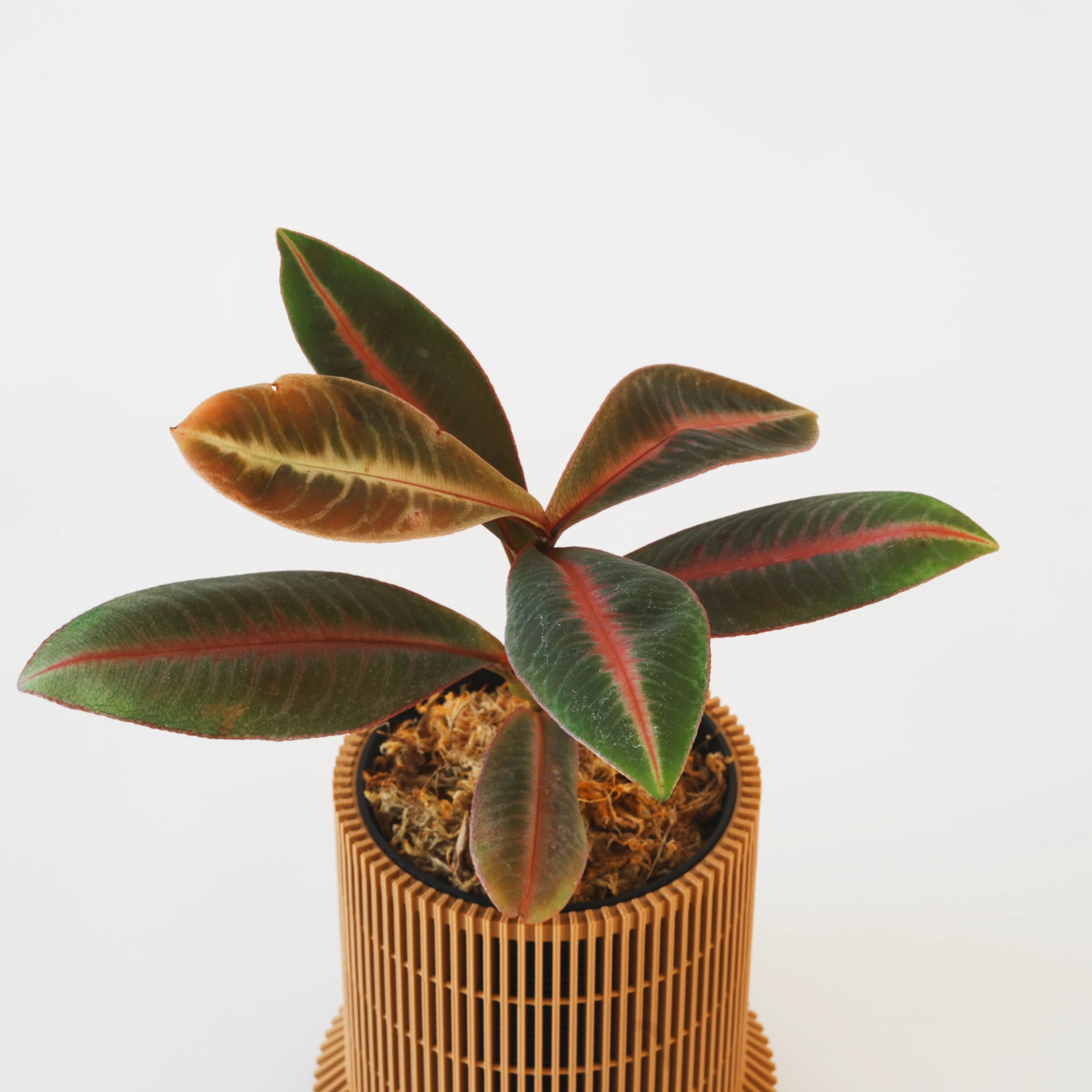 LABISIA PUMILA VerdiPot Bundle - VerdiPot
