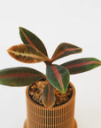 LABISIA PUMILA VerdiPot Bundle - VerdiPot