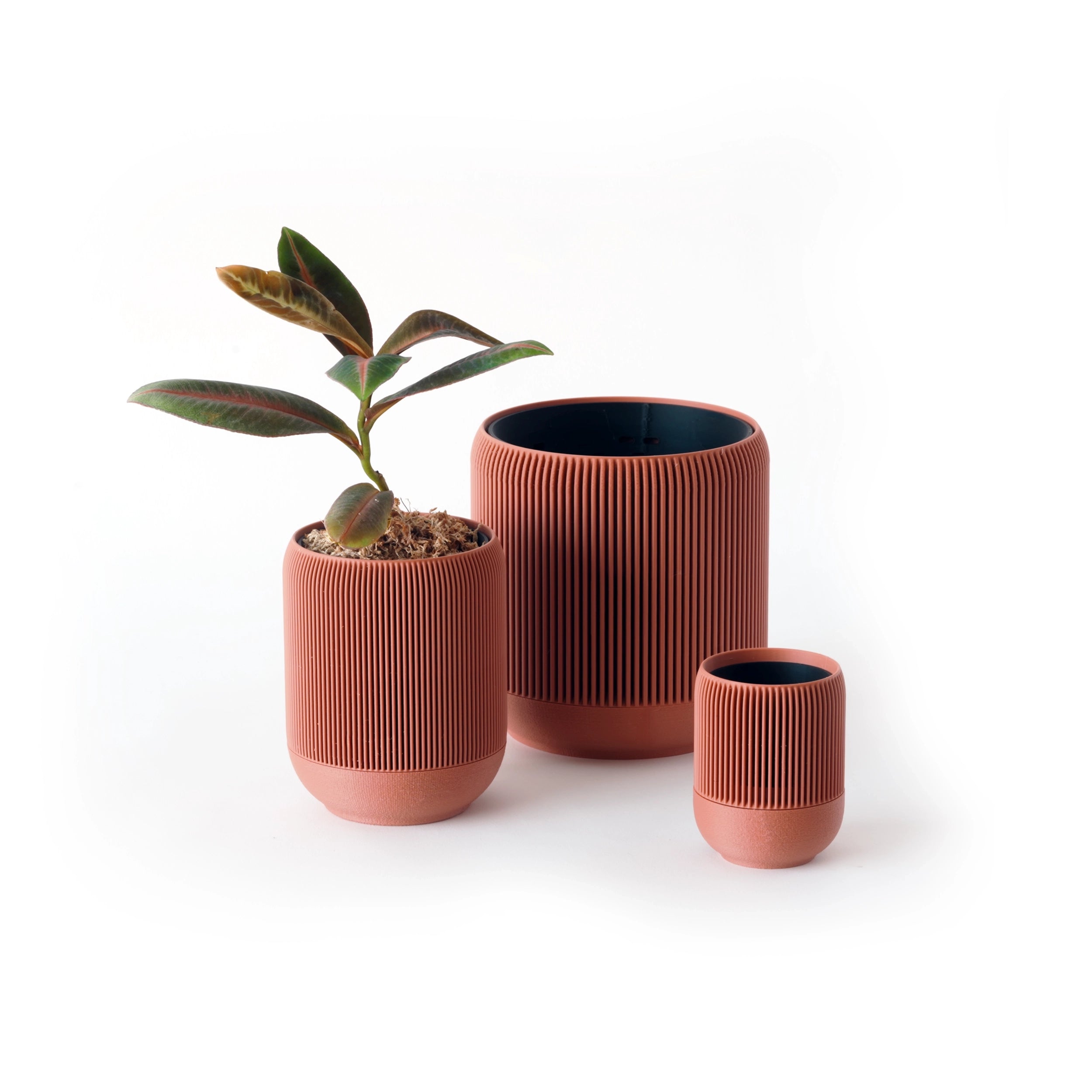 LABISIA PUMILA VerdiPot Bundle - VerdiPot