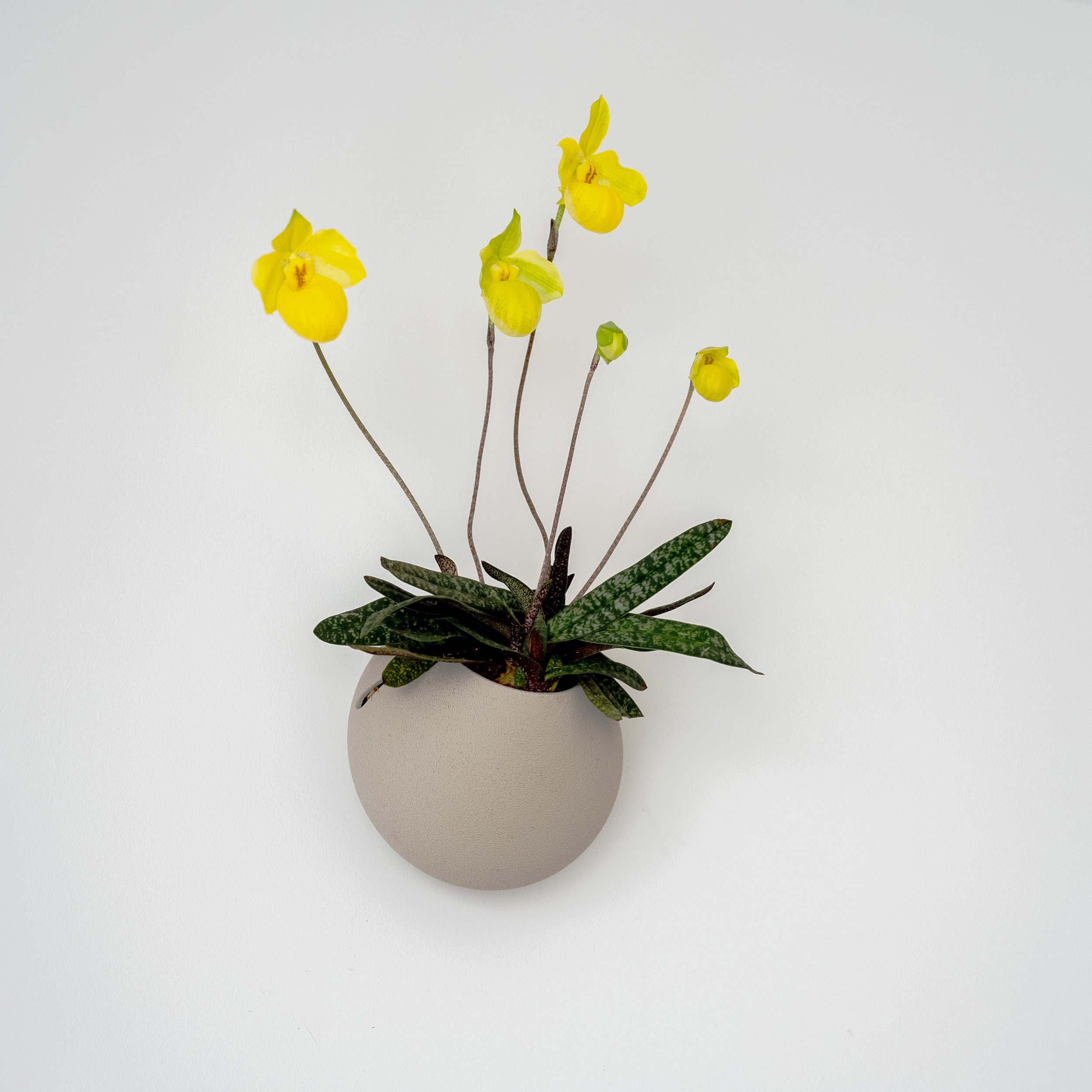 CLOUD SELF-WATERING WALL MOUNT PLANTER - VerdiPot