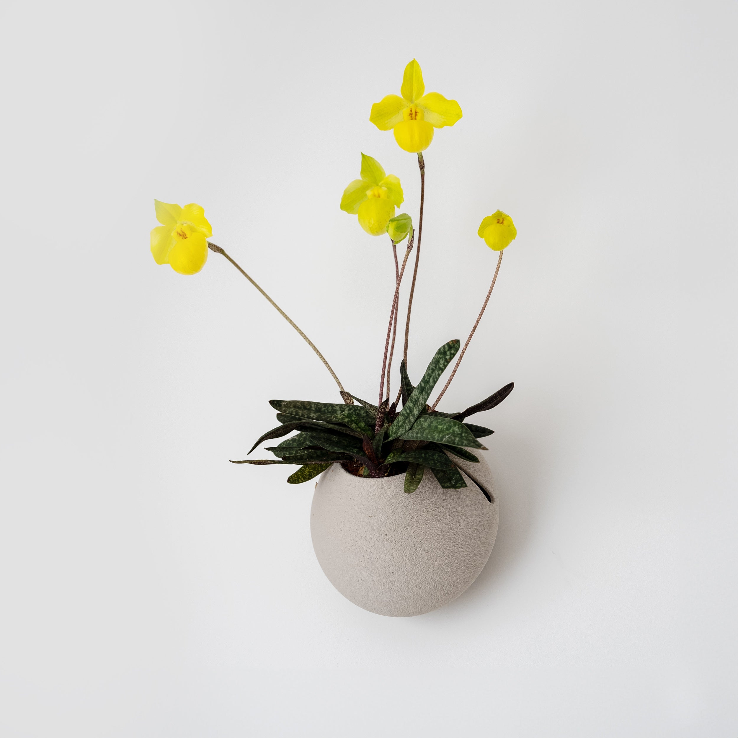 CLOUD SELF-WATERING WALL MOUNT PLANTER - VerdiPot