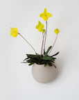 CLOUD SELF-WATERING WALL MOUNT PLANTER - VerdiPot