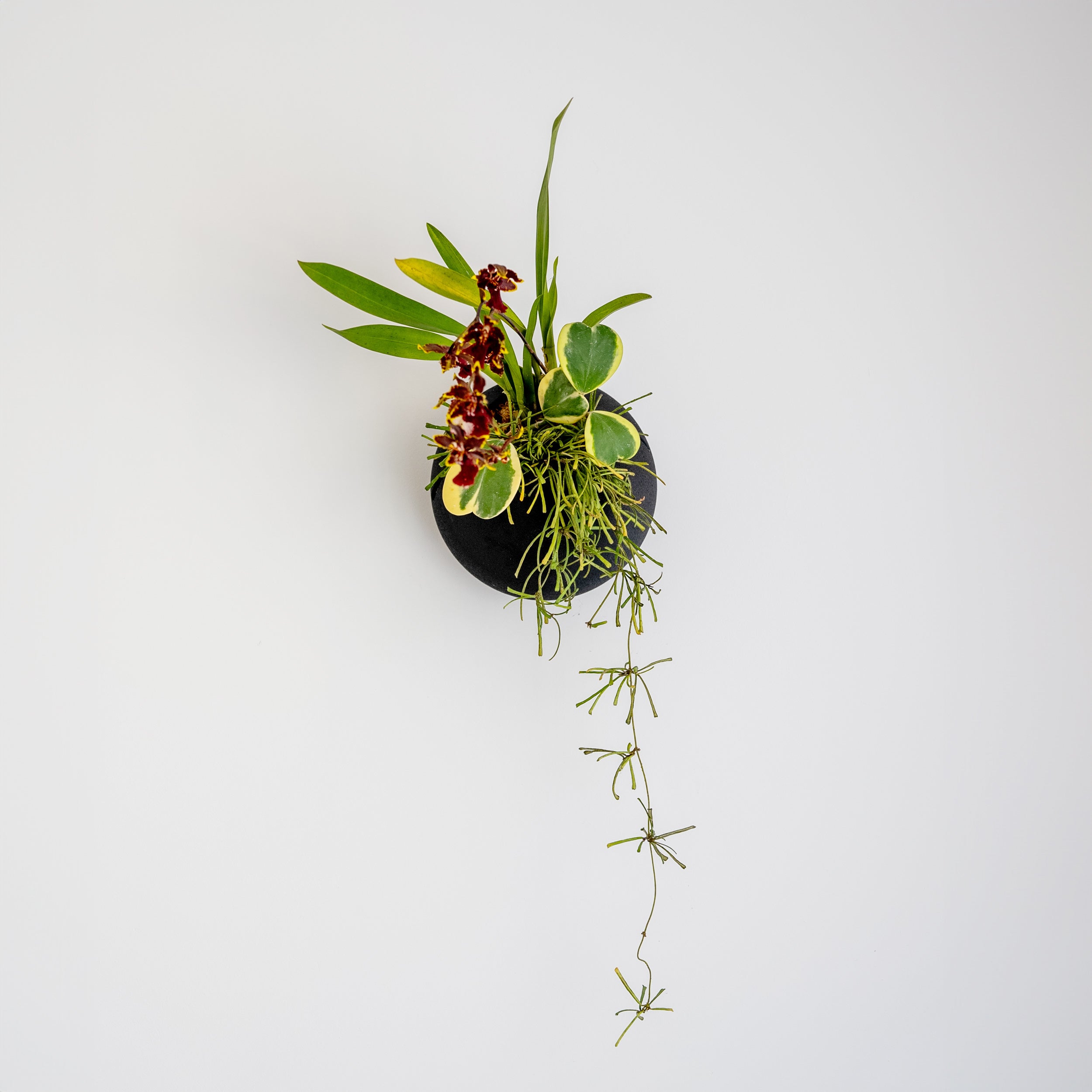 self watering living wall planter VerdiPot® CLOUD SELF-WATERING WALL MOUNT PLANTER