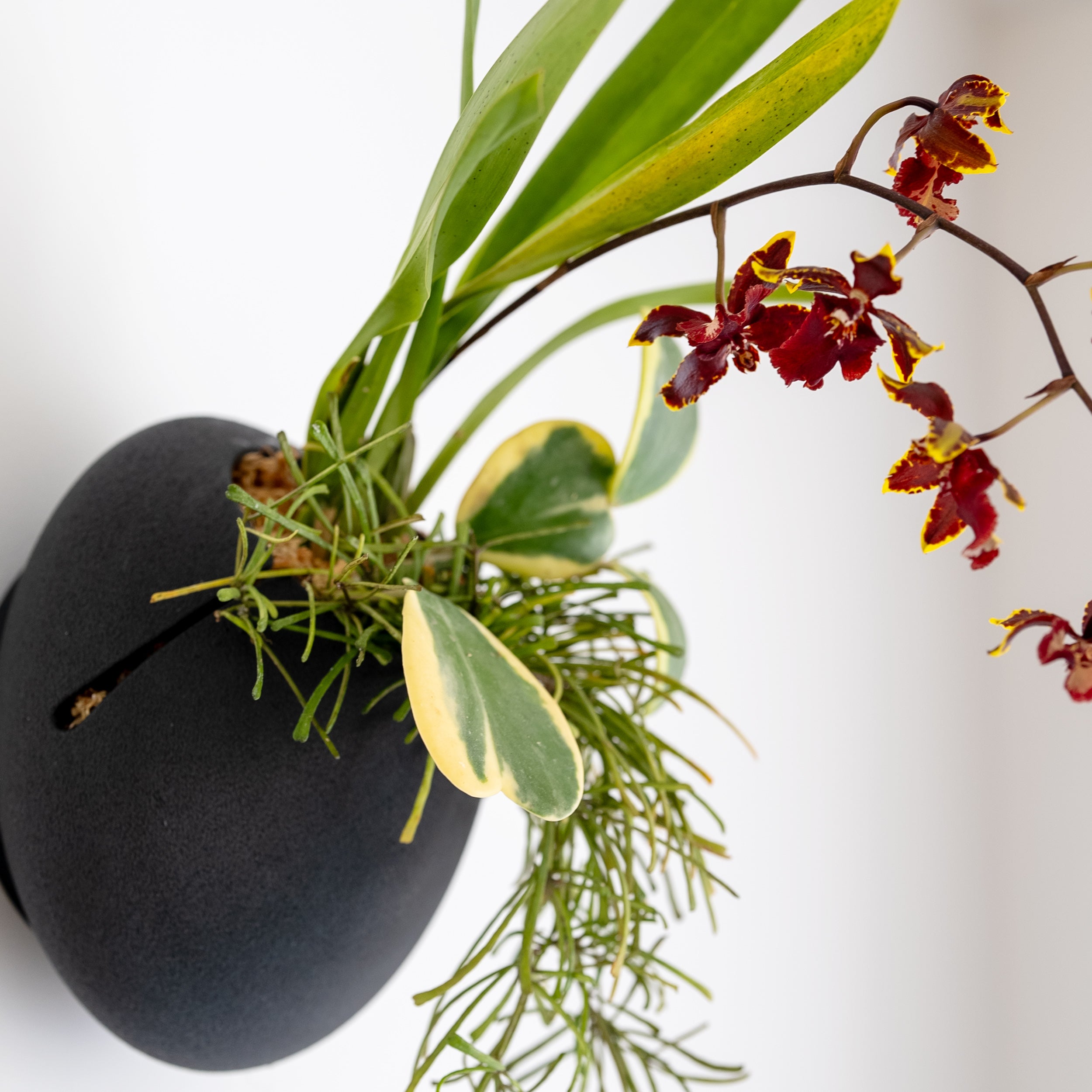 black self watering planter CLOUD SELF-WATERING WALL MOUNT PLANTER