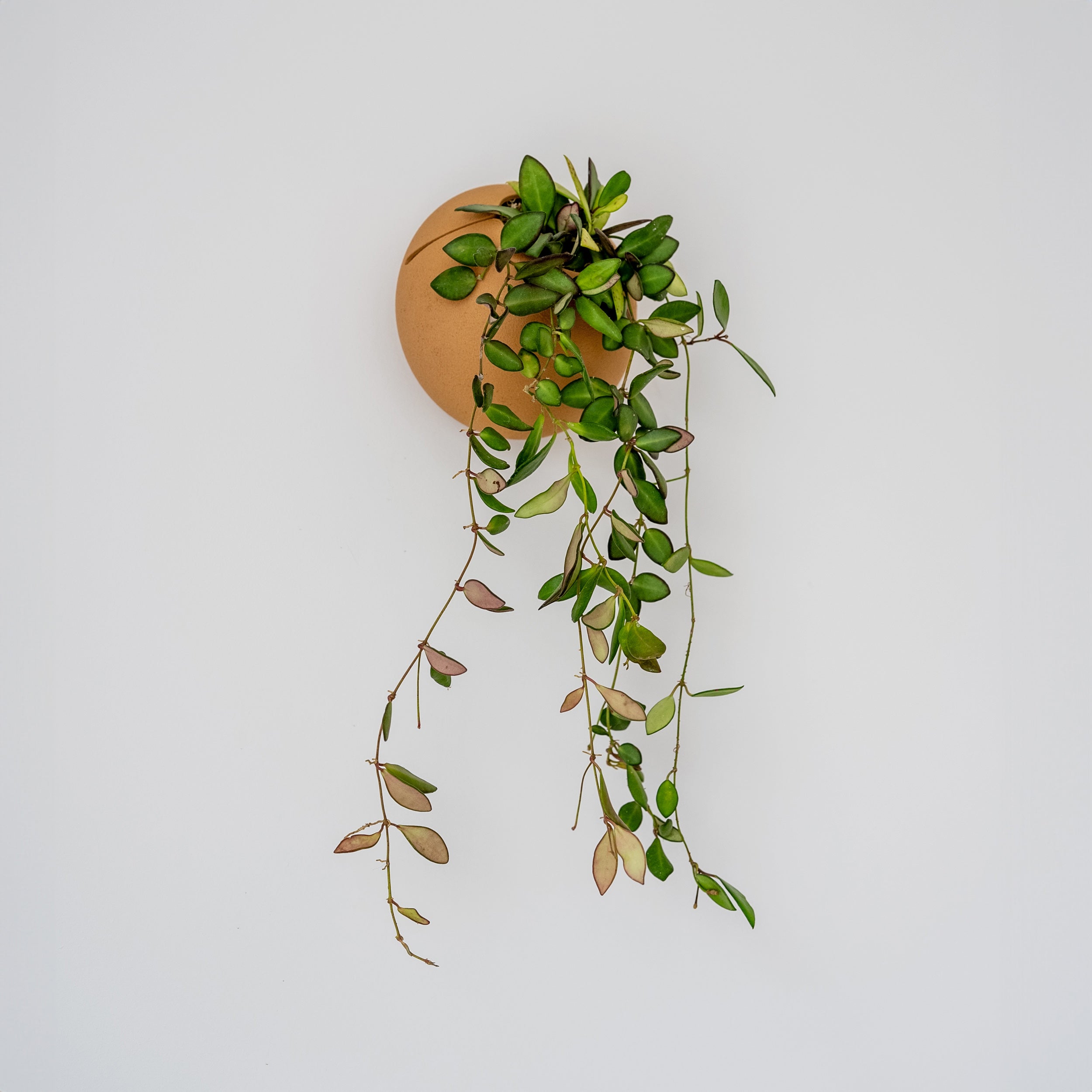 self watering plant wall VerdiPot® CLOUD SELF-WATERING WALL MOUNT PLANTER