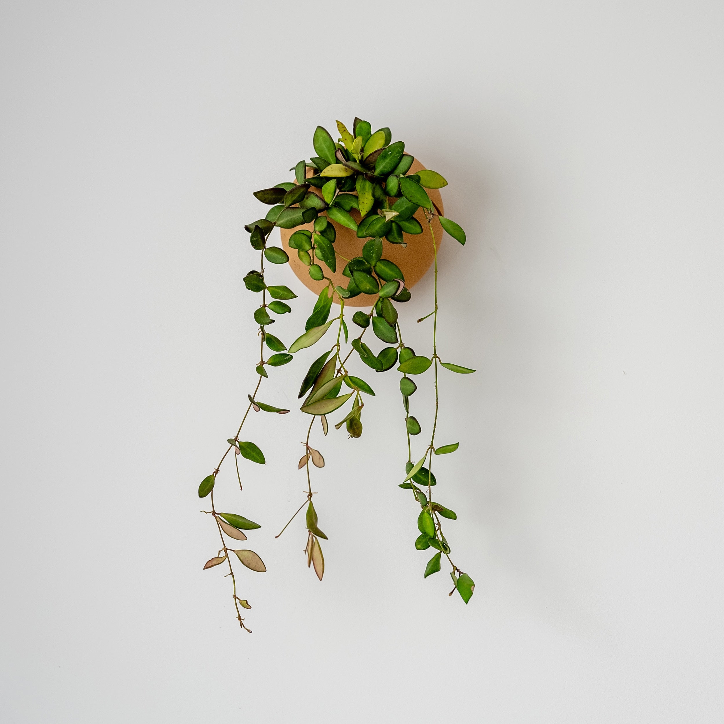 CLOUD SELF-WATERING WALL MOUNT PLANTER - VerdiPot