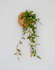 CLOUD SELF-WATERING WALL MOUNT PLANTER - VerdiPot