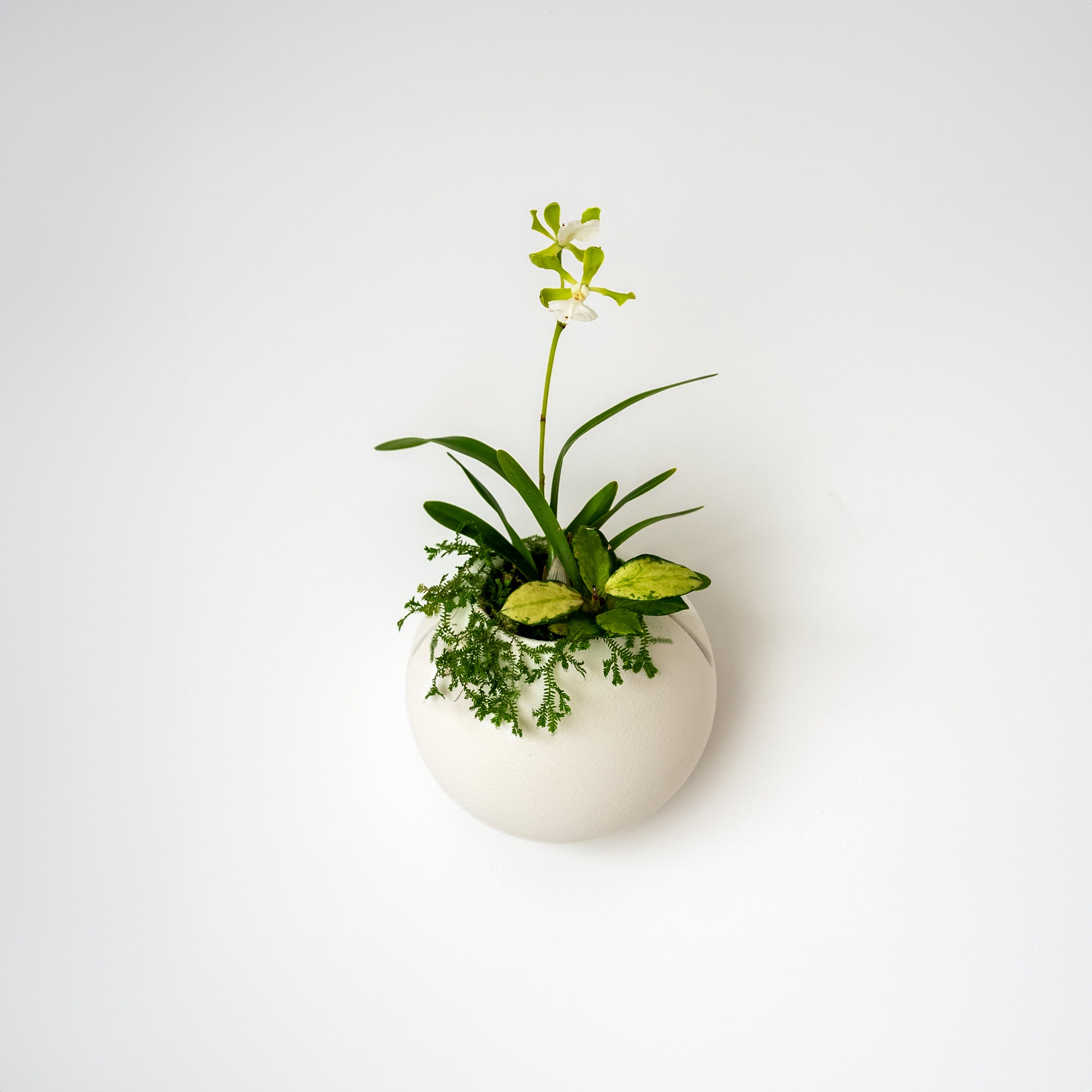 CLOUD SELF-WATERING WALL MOUNT PLANTER