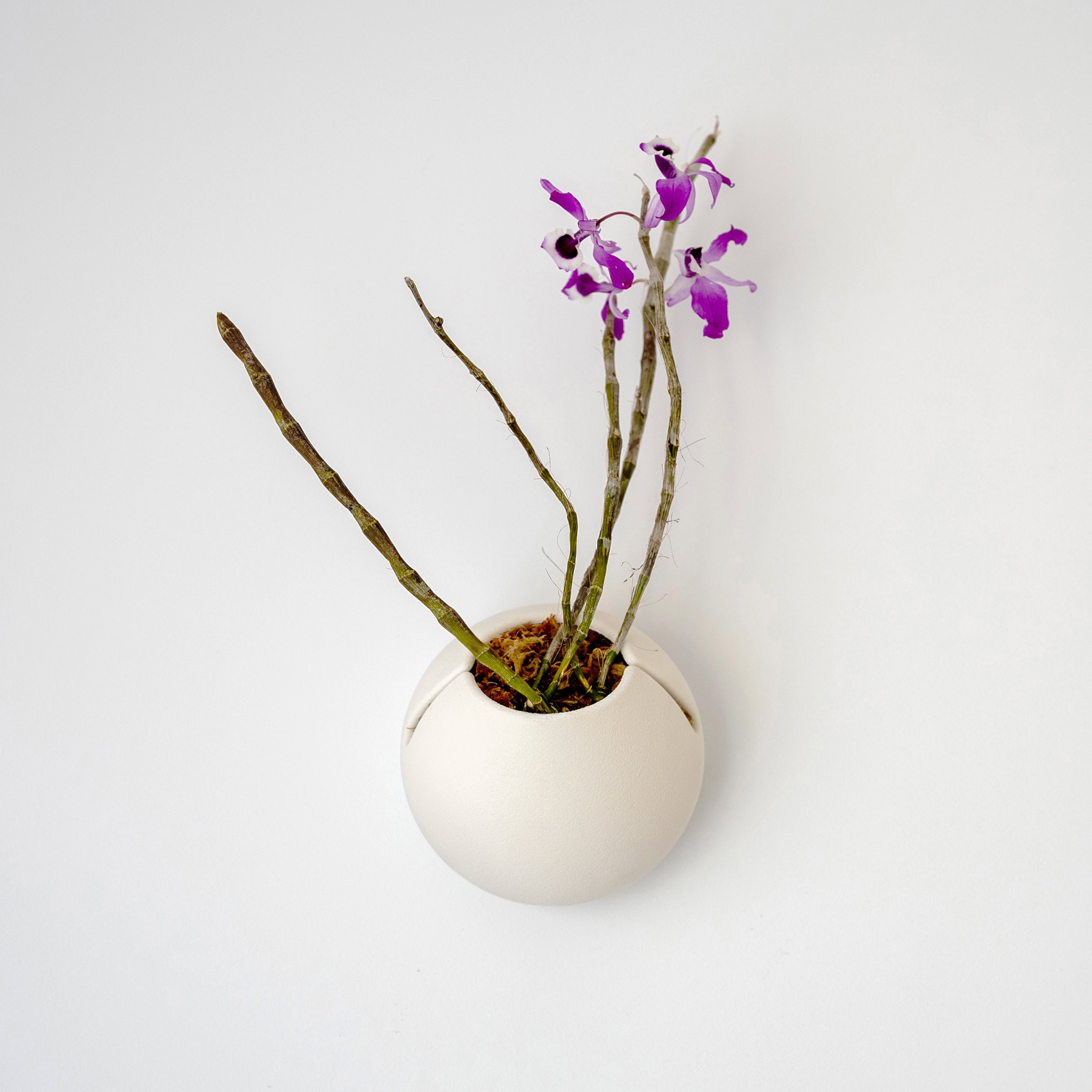 wall mounted self watering planter CLOUD SELF-WATERING WALL MOUNT PLANTER