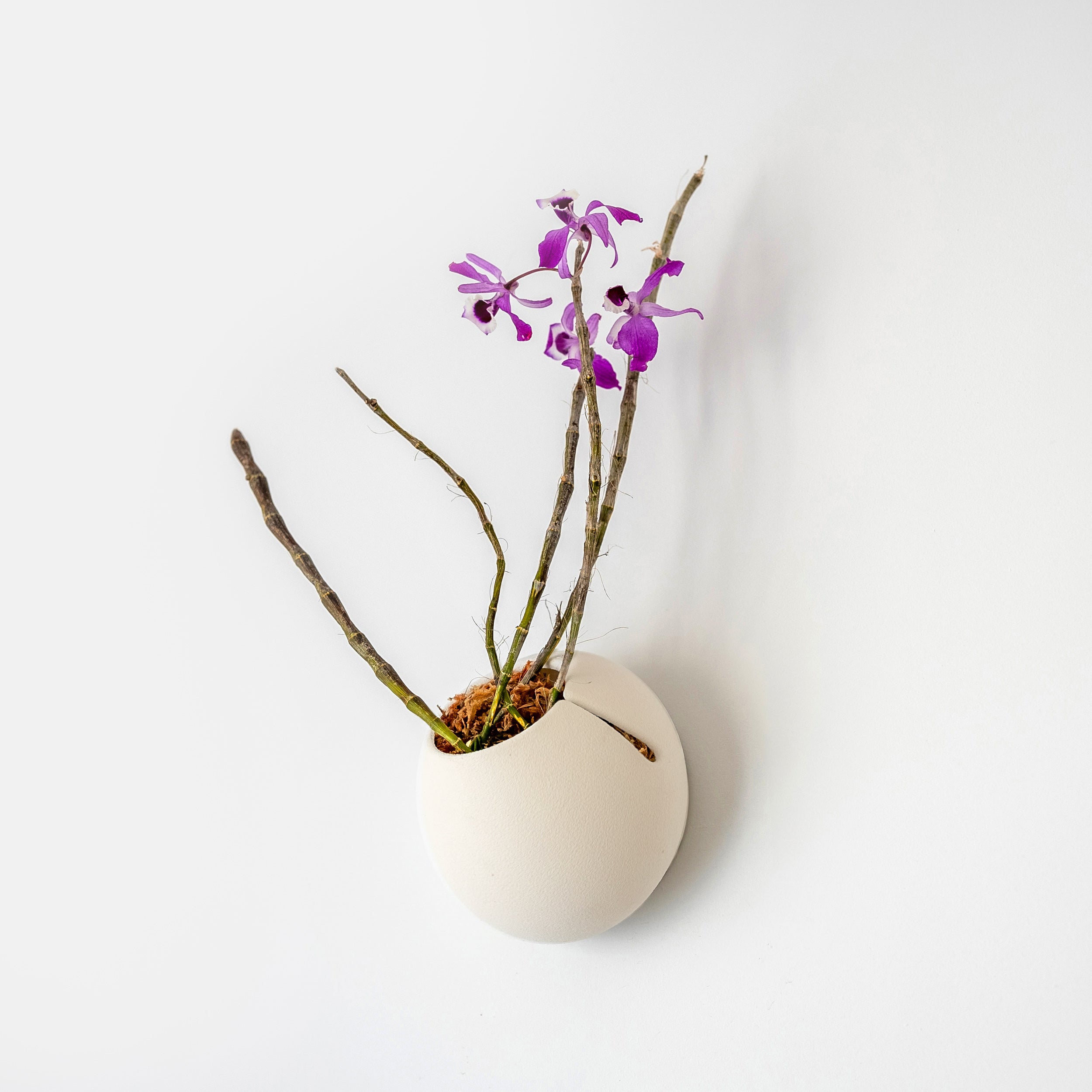 self watering plants near me VerdiPot® CLOUD SELF-WATERING WALL MOUNT PLANTER