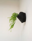 BEVEL SELF-WATERING WALL MOUNT PLANTER - VerdiPot
