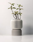 COCOON SELF-WATERING PLANTER - VerdiPot