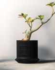 KOSHIDO SELF-WATERING PLANTER - VerdiPot