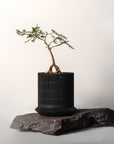 KOSHIDO SELF-WATERING PLANTER - VerdiPot