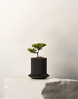 KOSHIDO SELF-WATERING PLANTER - VerdiPot