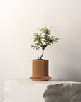 KOSHIDO SELF-WATERING PLANTER - VerdiPot