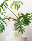REFLECTION SELF-WATERING PLANTER - VerdiPot