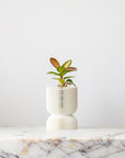 REFLECTION SELF-WATERING PLANTER - VerdiPot
