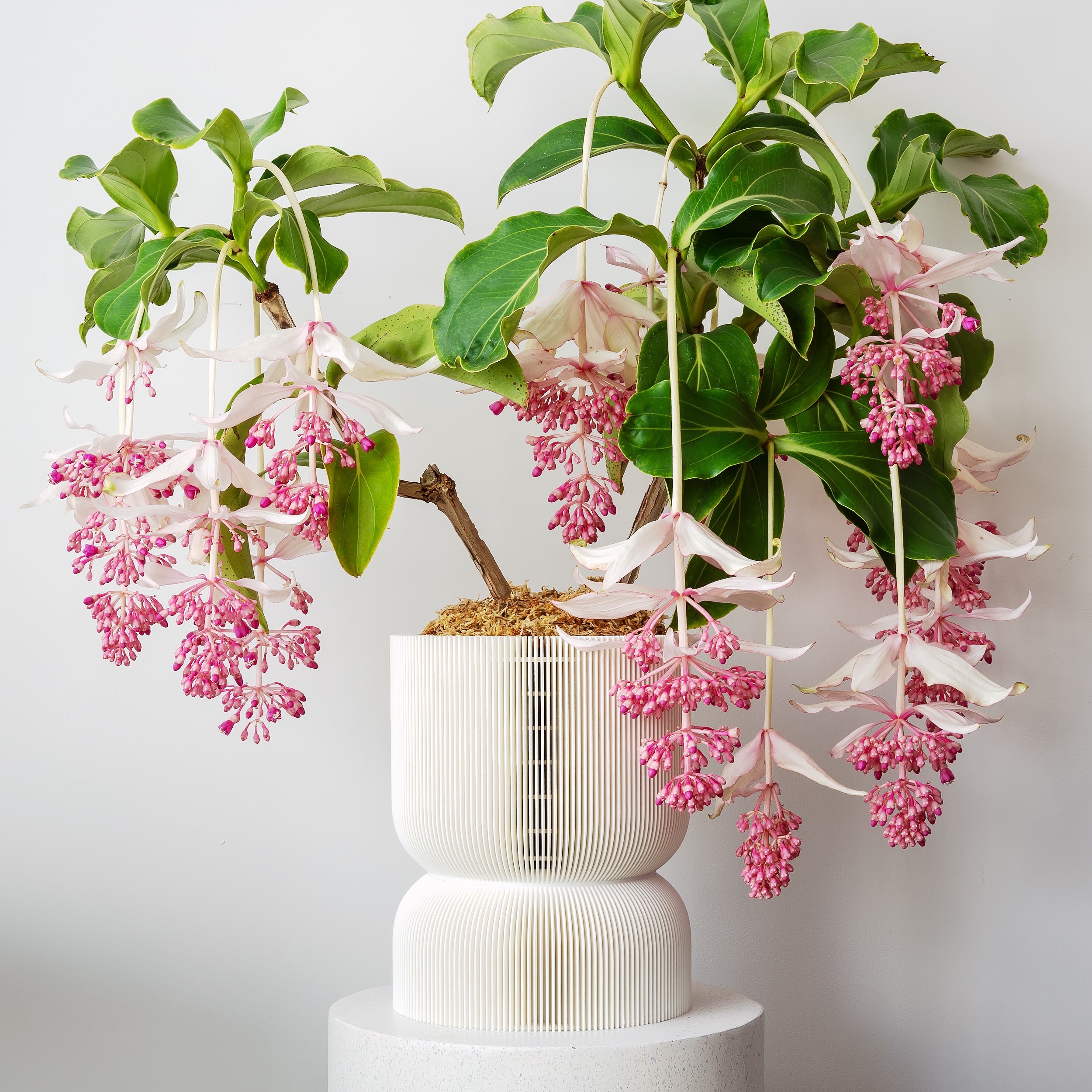 xl self watering planter REFLECTION SELF-WATERING & AIR PRUNING PLANTER