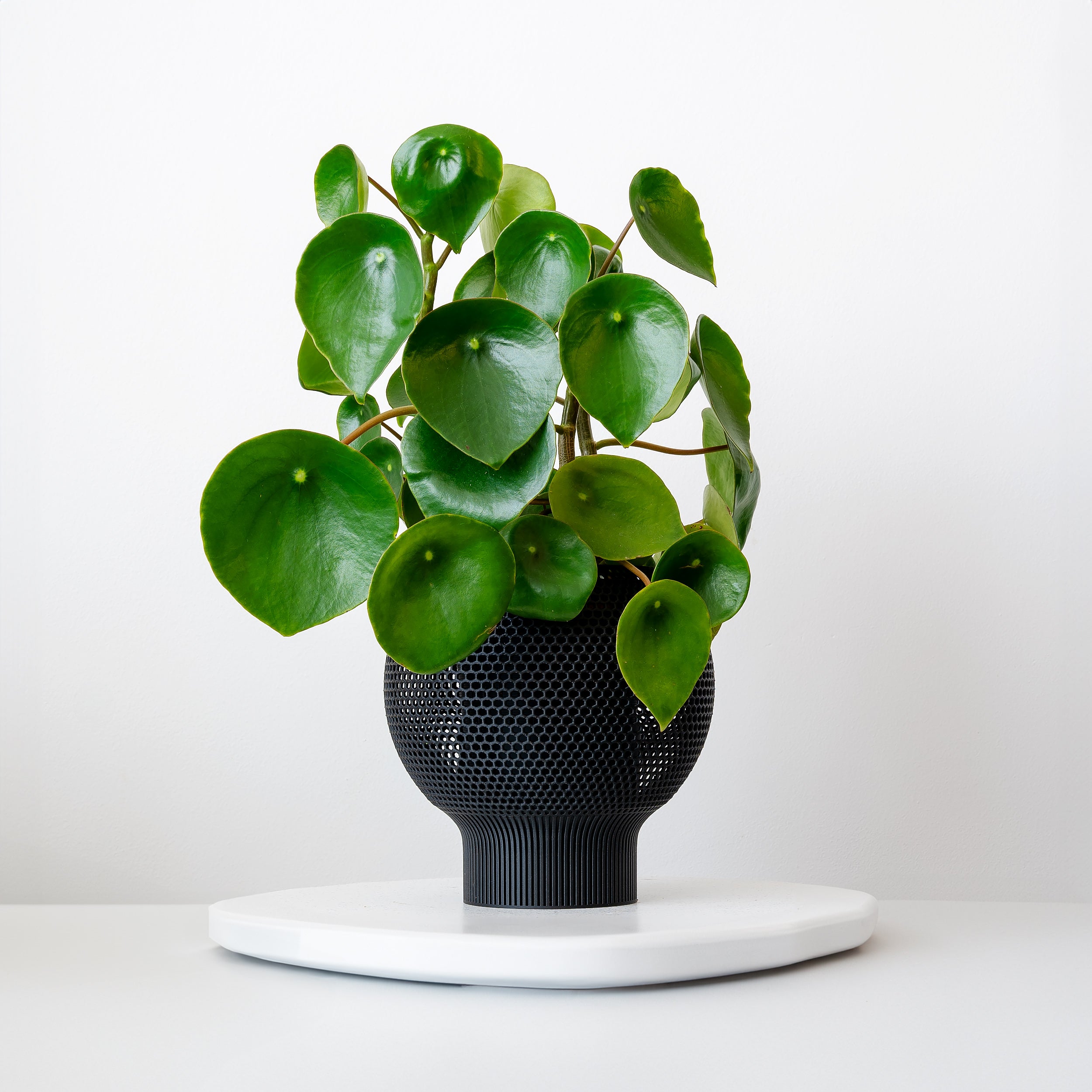 black self watering planter VerdiPot® Cloud Self-Watering & Air Pruning Planter