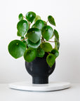 CLOUD SELF-WATERING PLANTER - VerdiPot