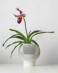 CLOUD SELF-WATERING PLANTER - VerdiPot