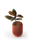 LABISIA PUMILA VerdiPot Bundle - VerdiPot