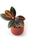 LABISIA PUMILA VerdiPot Bundle - VerdiPot