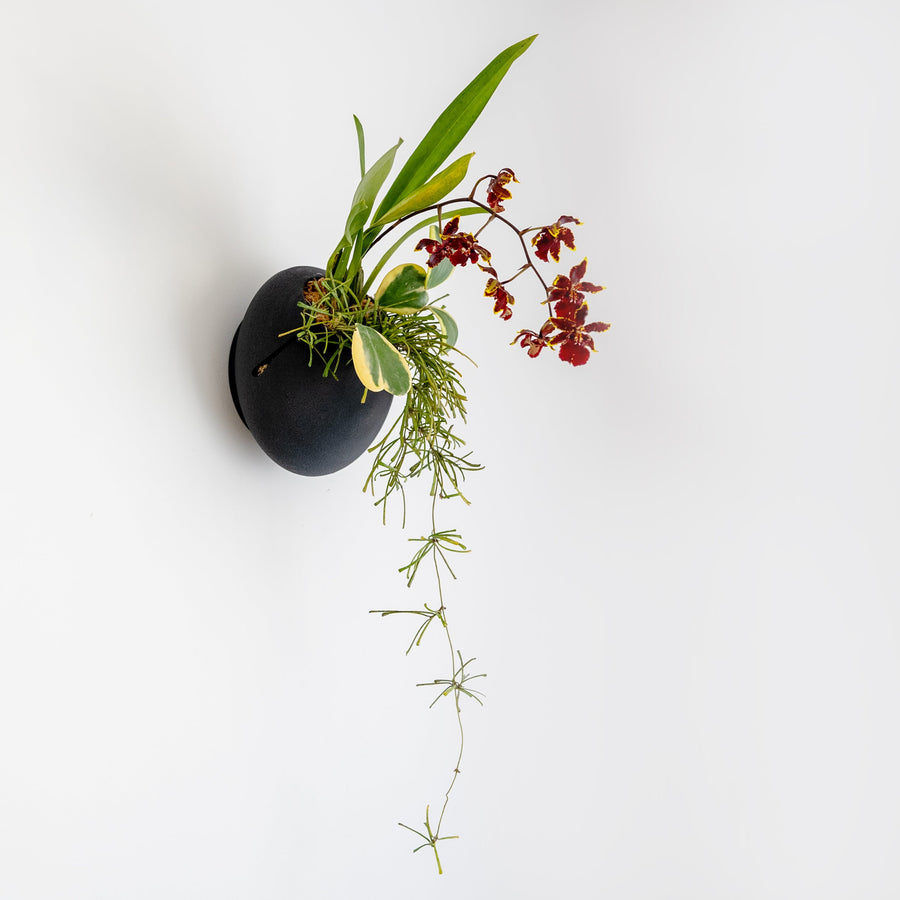 Black Cloud wall planter with upright leaves and trailing greenery.
