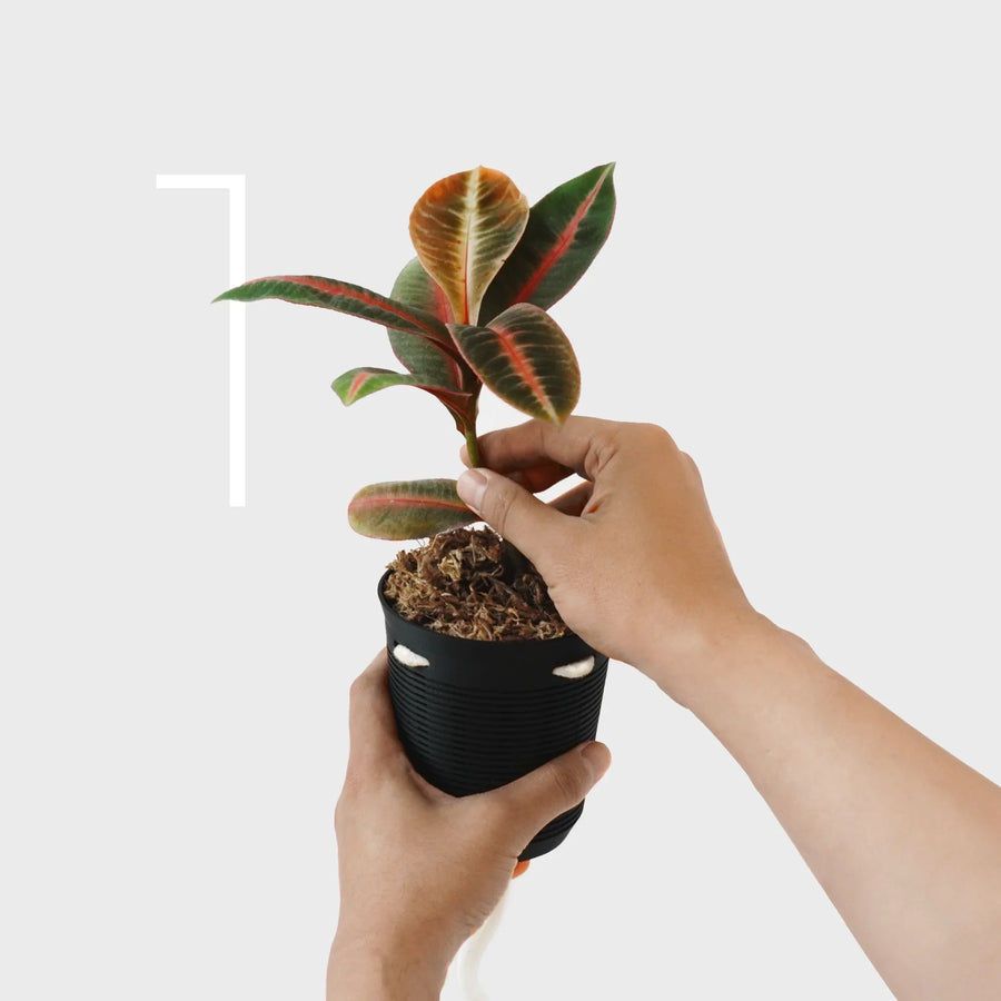 Hands planting into the air-pruning inner pot with the cotton wick visible.