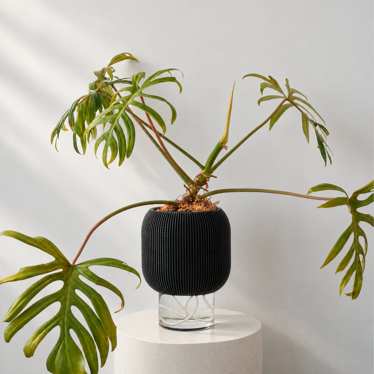 Black LUXE planter with a leafy plant, clear glass water reservoir and visible white wicks.