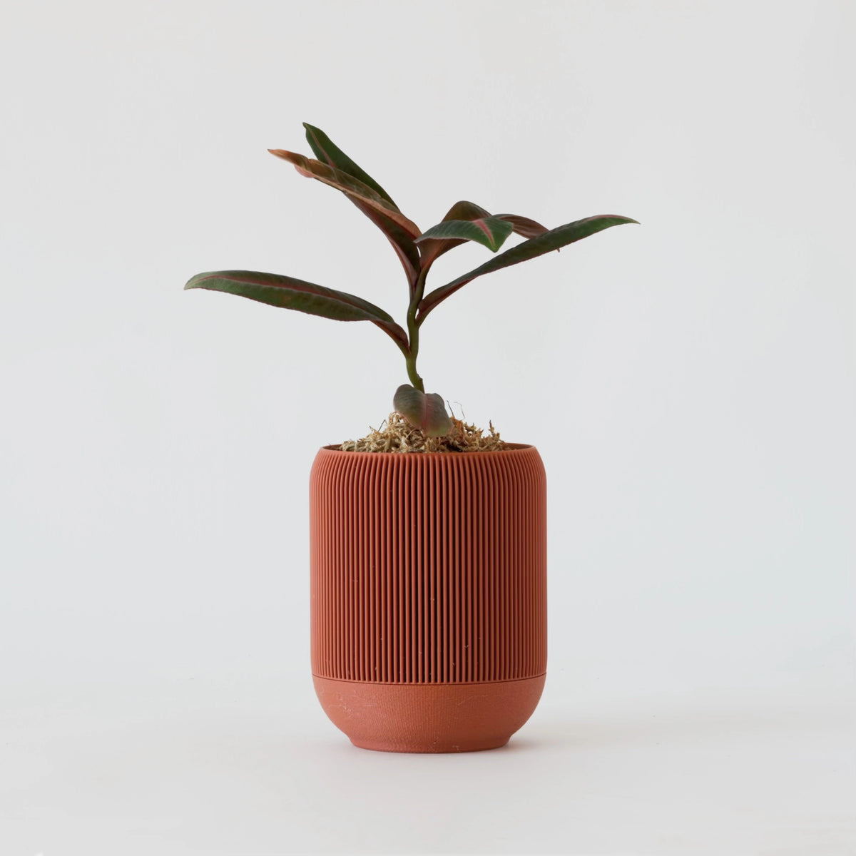 LABISIA PUMILA VerdiPot Bundle - VerdiPot