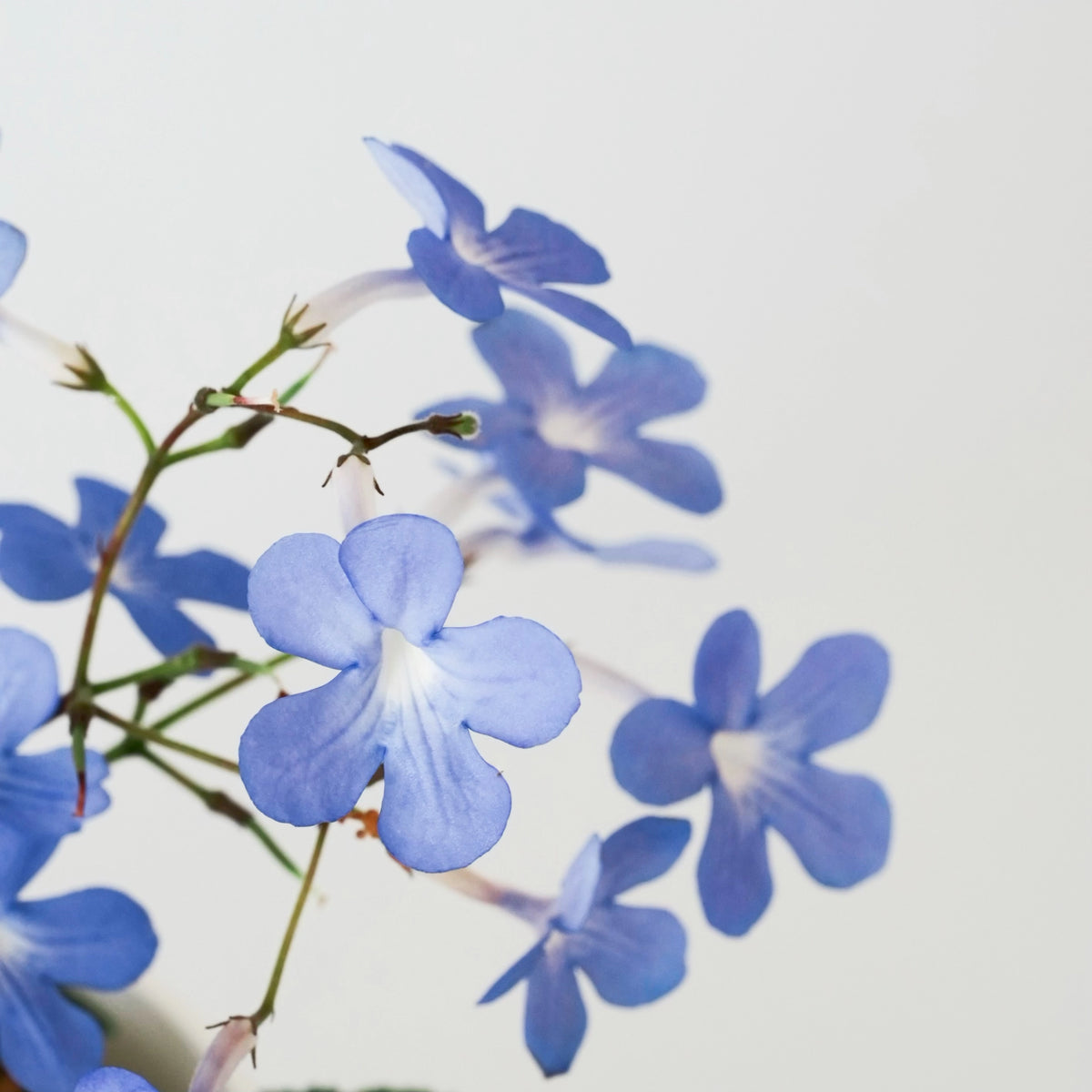 Close-up of blue flowers.