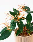 MEDINILLA SCORTECHINII VerdiPot Bundle