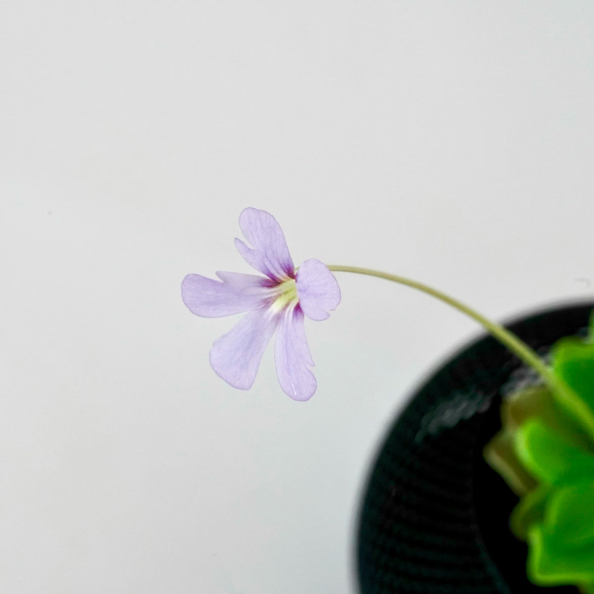 PINGUICULA ‘PIROUETTE’ VerdiPot Bundle - VerdiPot
