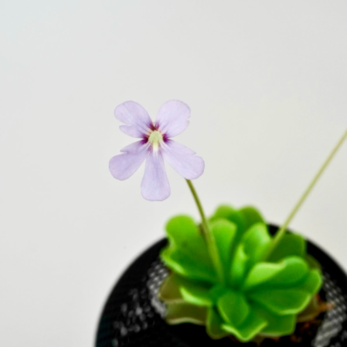 PINGUICULA ‘PIROUETTE’ VerdiPot Bundle - VerdiPot