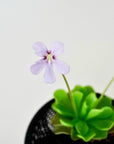 PINGUICULA ‘PIROUETTE’ VerdiPot Bundle