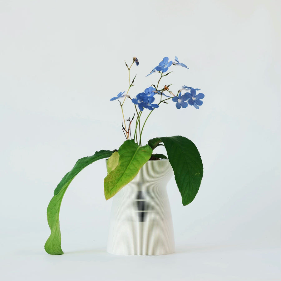 Streptocarpus Falling Stars with blue-toned flowers in a white Hanaire planter.