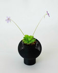 PINGUICULA ‘PIROUETTE’ VerdiPot Bundle