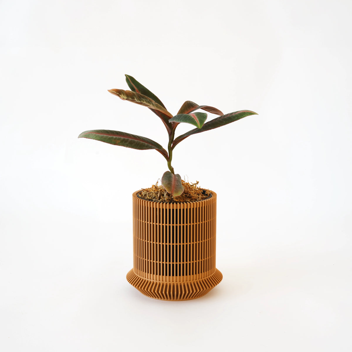 Wood-brown Koshido self-watering planter with a cylindrical lattice shell and a red-green leafy plant.