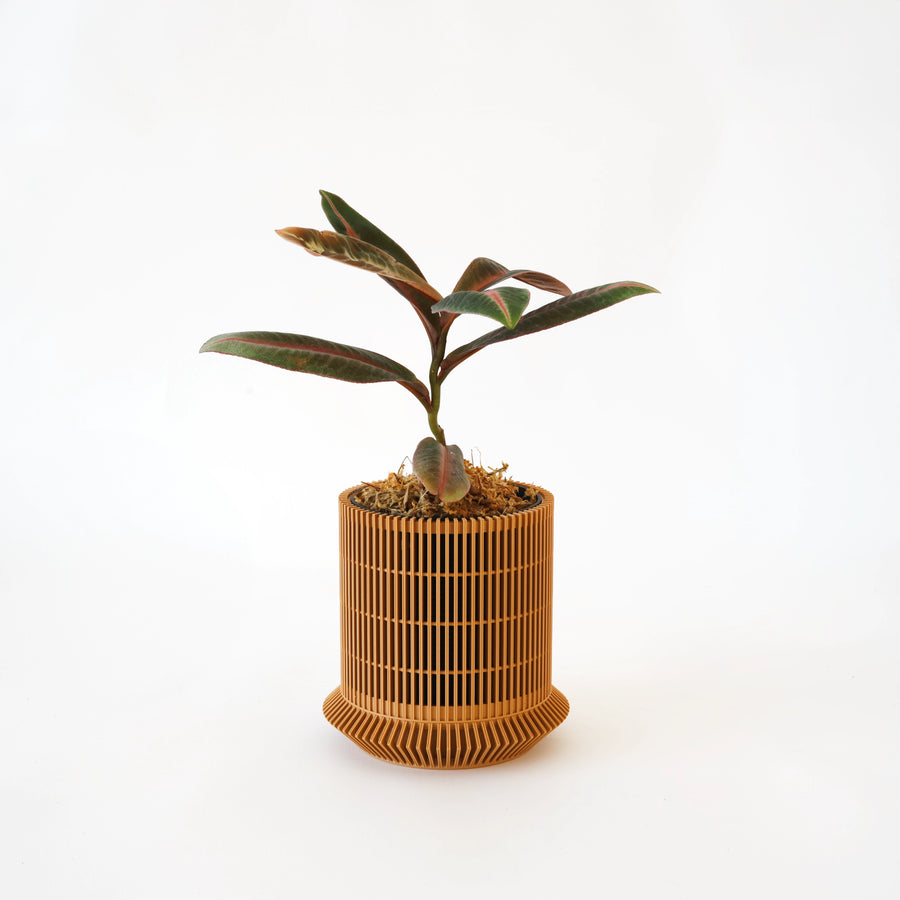 Labisia with red-veined leaves in a warm-toned Koshido planter.