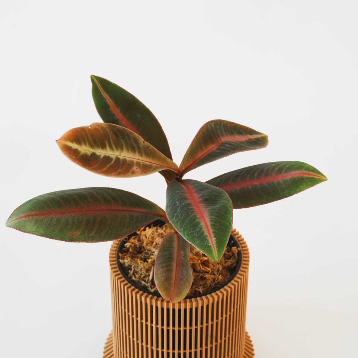 LABISIA PUMILA VerdiPot Bundle - VerdiPot