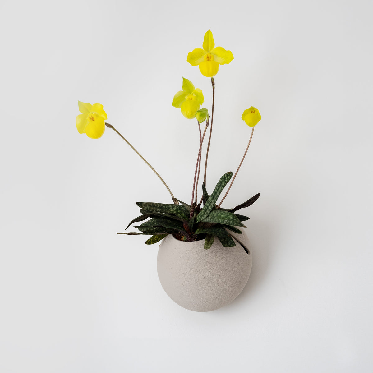 CLOUD SELF-WATERING WALL MOUNT PLANTER - VerdiPot