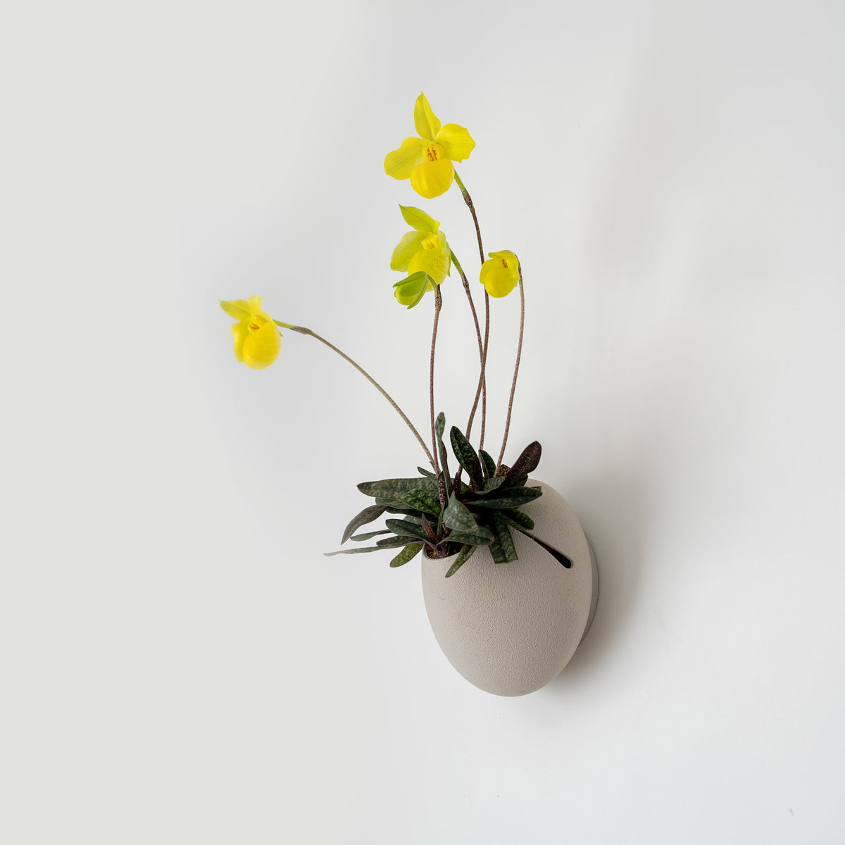 CLOUD SELF-WATERING WALL MOUNT PLANTER - VerdiPot