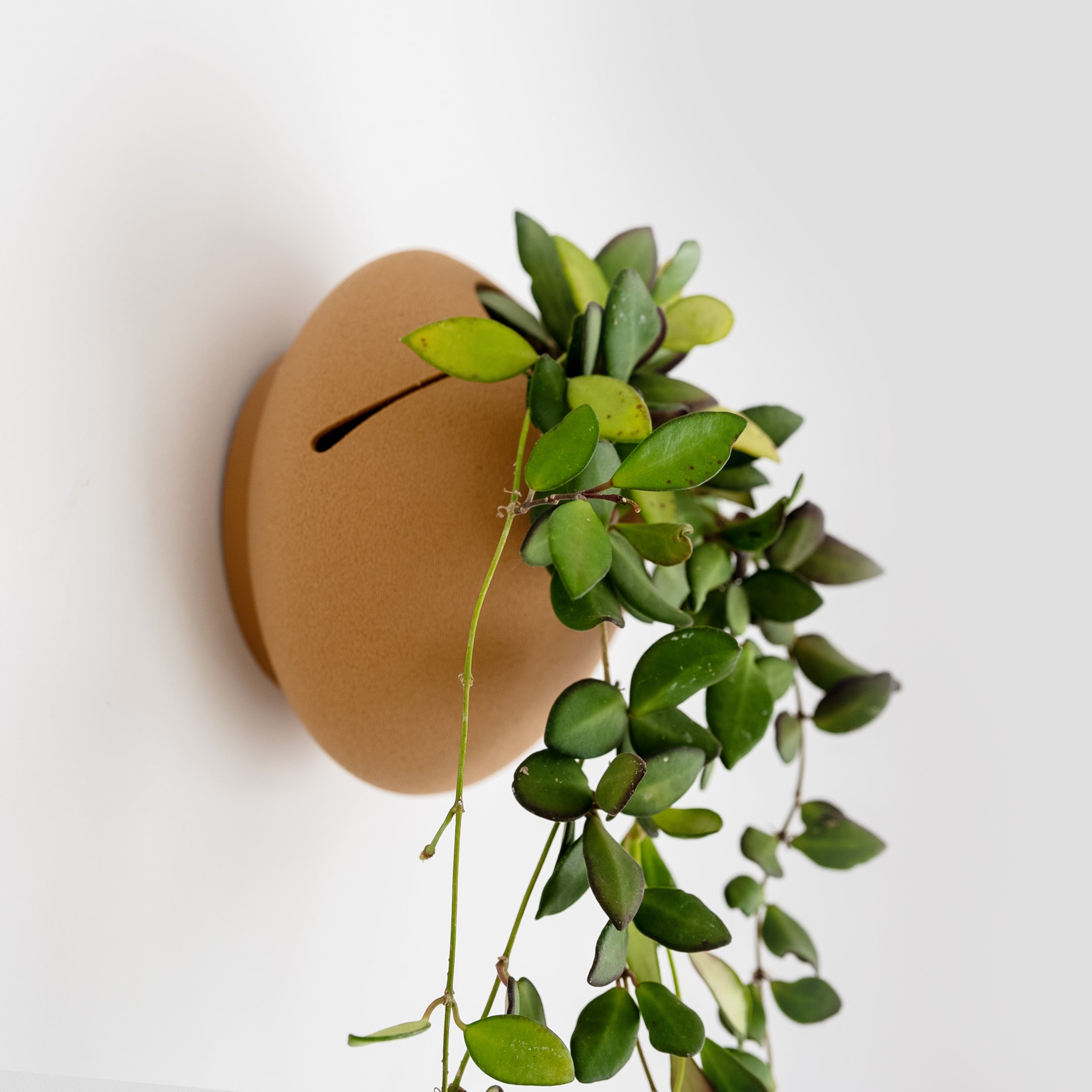 CLOUD SELF-WATERING WALL MOUNT PLANTER