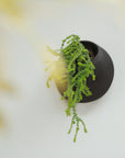 BEVEL SELF-WATERING WALL MOUNT PLANTER