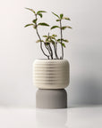 COCOON SELF-WATERING & AIR PRUNING PLANTER - VerdiPot
